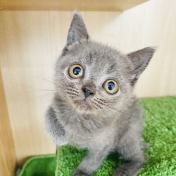 ブリティッシュショートヘア【群馬県・女の子・2023年8月18日・ブルー】の写真「可愛いです❤️新宿で対応可能」