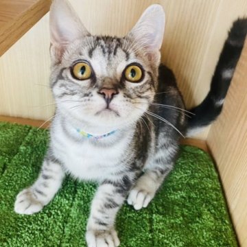 アメリカンショートヘア【群馬県・男の子・2023年3月12日・シルバータビー】の写真「大人しい男の子💙」