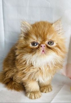 エキゾチックショートヘア【群馬県・男の子・2022年3月8日・レッドタビー】の写真「ロングヘアーの男の子」