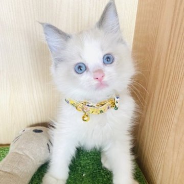 ラグドール【群馬県・男の子・2023年6月3日・ブルーポイントバイカラー】の写真「可愛いです♡」