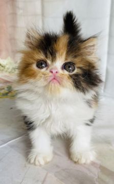 エキゾチックショートヘア【群馬県・女の子・2022年3月8日・キャリコ】の写真「ロングヘアーのキャリコちゃん❤️」