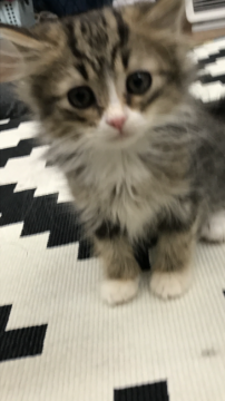 マンチカン【群馬県・女の子・2016年9月30日・ブラウンタビー】の写真「しっぽの動きがチャーミングです♡」