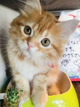 マンチカン(長足)【群馬県・女の子・2021年5月2日・レッドタビー】の写真「ロングヘアー足長ちゃん⭐︎」