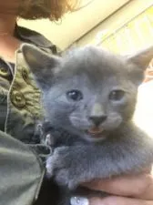 ボンベイ【群馬県・男の子・2015年11月19日・ブルー】の写真1