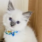 ラグドール【群馬県・女の子・2023年6月25日・シールポイント】の写真1