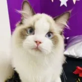 ラグドール【群馬県・男の子・2023年6月3日・シールポイントバイカラー】の写真1