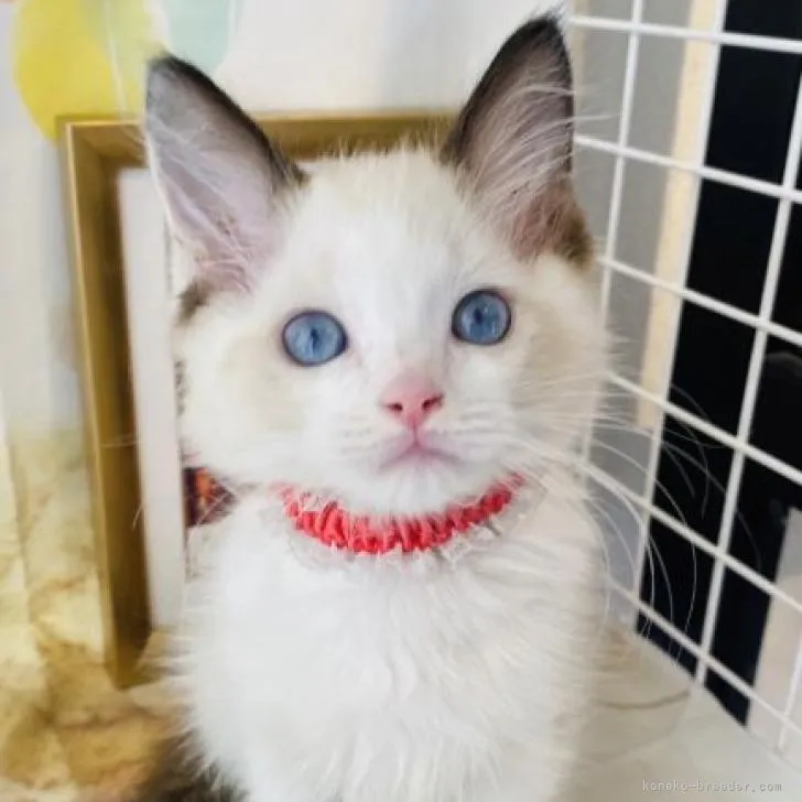 ID：2208-01685の子猫