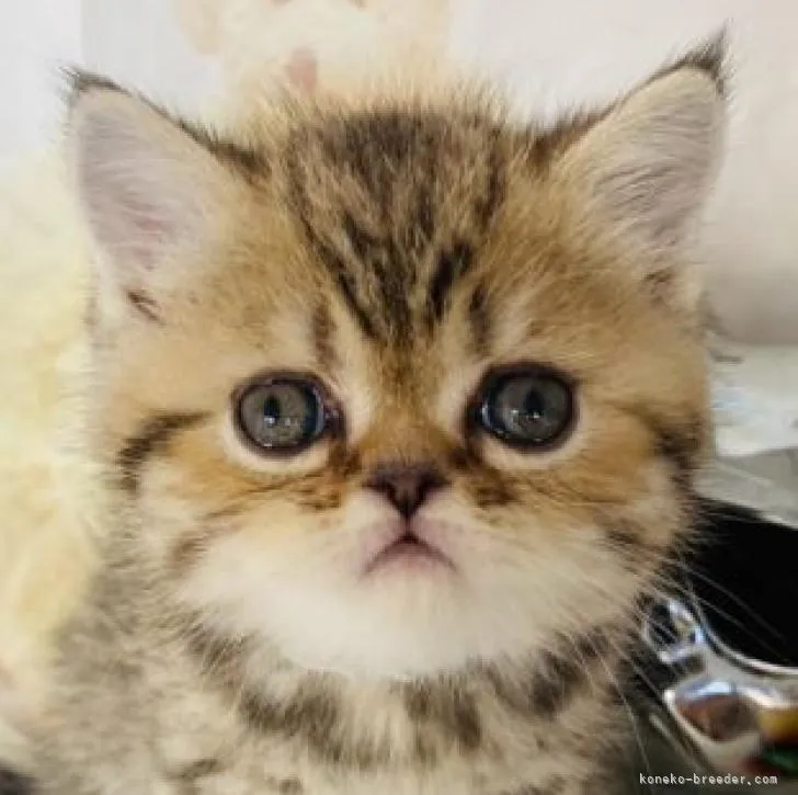 ID：2211-01487の子猫