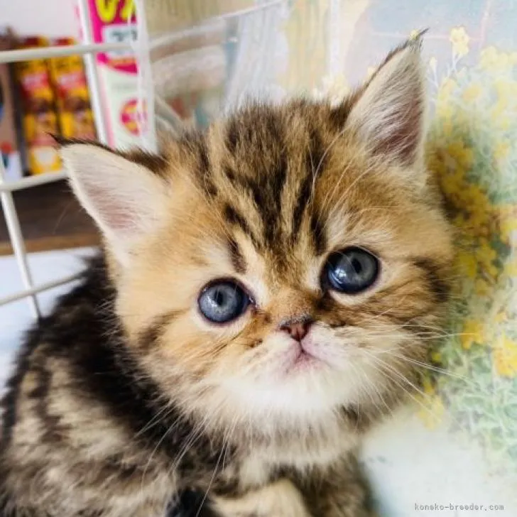 ID：2211-01488の子猫