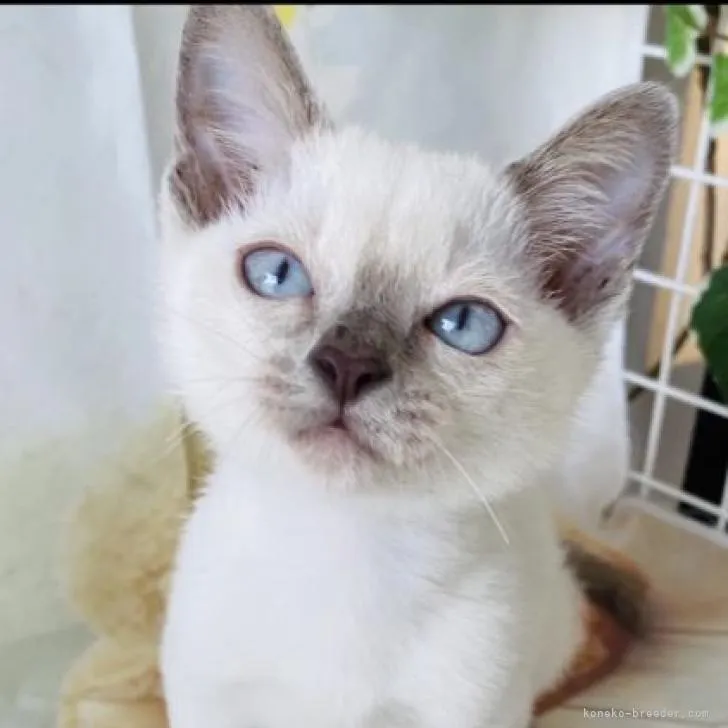 ID：2207-02207の子猫