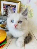 ラグドール【群馬県・男の子・2022年6月7日・ブルーポイントバイカラー】の写真2