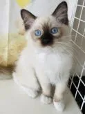 ラグドール【群馬県・女の子・2022年6月12日・シールポイントミテッド】の写真2