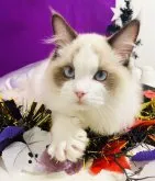 ラグドール【群馬県・男の子・2023年6月3日・シールポイントバイカラー】の写真2