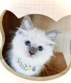 ラグドール【群馬県・女の子・2023年6月25日・シールポイント】の写真3