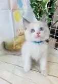 ラグドール【群馬県・男の子・2022年6月7日・ブルーポイントバイカラー】の写真3