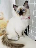 ラグドール【群馬県・女の子・2022年6月12日・シールポイントミテッド】の写真3