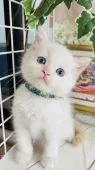 スコティッシュフォールド(立ち耳)【群馬県・男の子・2022年4月15日・レッドポイント】の写真4