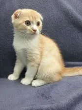 マンチカン【群馬県・男の子・2016年6月9日・レッド&ホワイト】の写真5