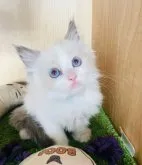 ラグドール【群馬県・男の子・2023年7月21日・ブルーポイントバイカラー】の写真5