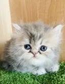 エキゾチックショートヘア【群馬県・男の子・2023年7月13日・ブルータビー】の写真5