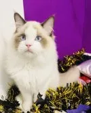 ラグドール【群馬県・男の子・2023年6月3日・シールポイントバイカラー】の写真5