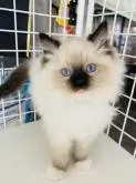 ラグドール【群馬県・男の子・2022年10月19日・シールポイントミテッド】の写真5