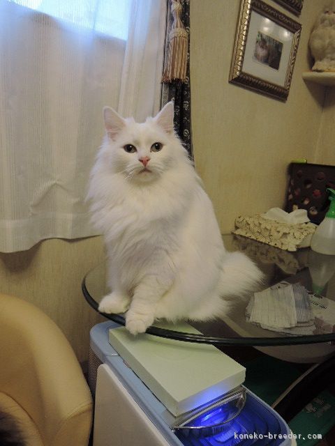 土屋　照代(つちや　てるよ)ブリーダー(千葉県・ノルウェージャンフォレストキャット・TICA登録)の紹介写真2