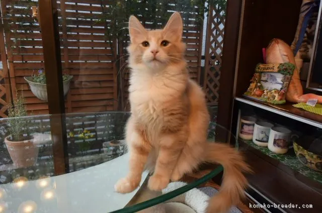 ID：1709-00964の子猫