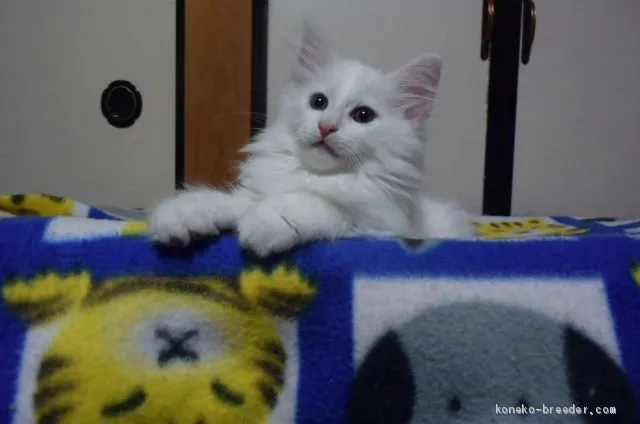 ID：1906-00110の子猫