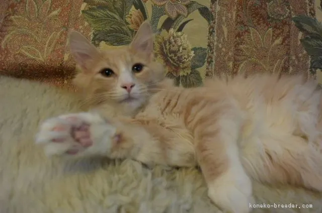 ID：1709-00963の子猫