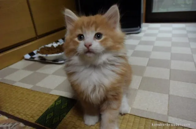 ID：1709-00961の子猫