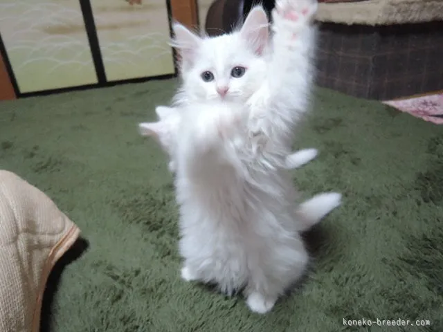 ルーパパ 様のお迎えした子猫