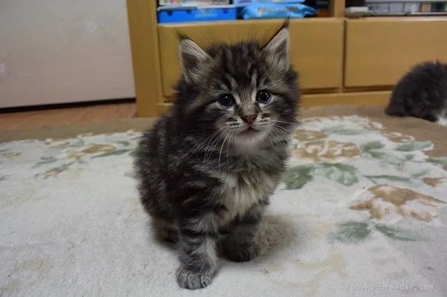 ID：1606-00029の子猫