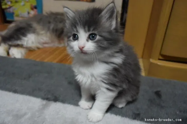 ID：1704-00004の子猫