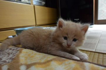 ノルウェージャンフォレストキャット【千葉県・男の子・2017年8月21日・クリーム クラシック タビー&ホワイト】の写真「プクプクな食欲旺盛な子です♪」