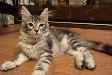 ノルウェージャンフォレストキャット【千葉県・女の子・2016年5月13日・シルバー クラシック タビー】の写真「綺麗なシルバーの女の子です♪」