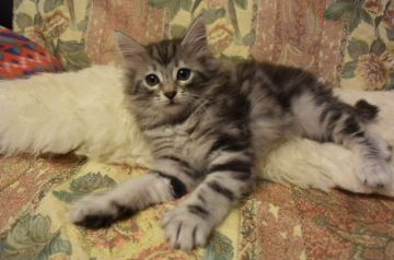 ノルウェージャンフォレストキャット【千葉県・男の子・2018年3月24日・ブルーシルバークラシックタビー&ホワイト】の写真「直ぐに、膝の上に上ってくる 人が大好きな子です♪」