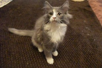 ノルウェージャンフォレストキャット【千葉県・女の子・2018年9月18日・ブルートーティー&ホワイト】の写真「ぬいぐるみのようにフカフカな女の子♪」