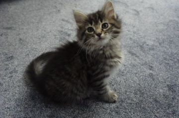 ノルウェージャンフォレストキャット【千葉県・女の子・2018年3月17日・ブラウン マッカレル タビー】の写真「人間大好き、おてんば娘です♪」