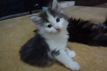 ノルウェージャンフォレストキャット【千葉県・男の子・2016年5月13日・ブルー クラシック タビー&ホワイト】の写真「綺麗なブルーの男の子です♪」