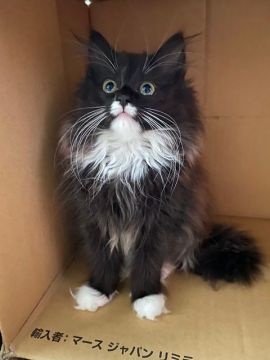ノルウェージャンフォレストキャット【千葉県・女の子・2021年1月21日・ブラック&ホワイト】の写真「模様の入り方が可愛くて、毛吹きの良い女の子♪」