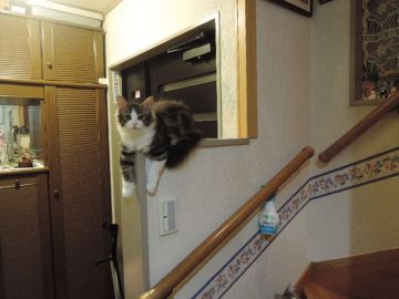 ノルウェージャンフォレストキャット【千葉県・女の子・2015年7月1日・ブラウン クラシック タビー & ホワイト】の写真「膝の上が大好き、綺麗な女の子♪」