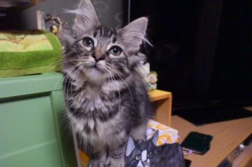 ノルウェージャンフォレストキャット【千葉県・女の子・2018年3月17日・ブラウン クラシック タビー】の写真「人懐っこい、膝の上が大好きな女の子♪」