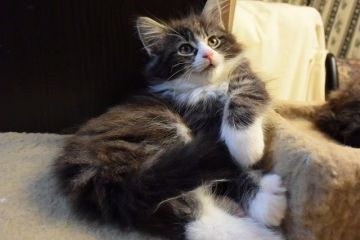 ノルウェージャンフォレストキャット【千葉県・女の子・2016年4月21日・ブラウン クラシック タビー&ホワイト】の写真「とっても、キュートな可愛い子です♪」