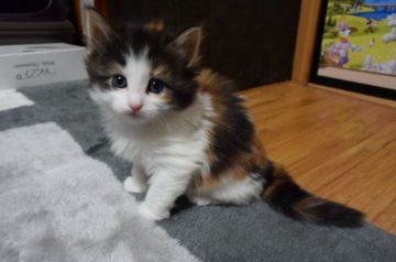 ノルウェージャンフォレストキャット【千葉県・女の子・2017年2月1日・ブラウン トーティー& ホワイト(キャリコ)】の写真「とても綺麗な三毛でフカフカな毛です♪」