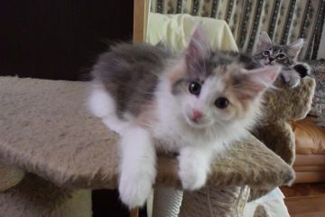 ノルウェージャンフォレストキャット【千葉県・女の子・2016年5月11日・ブルー クラシック トービー&ホワイト】の写真「可愛いの一言です♪」