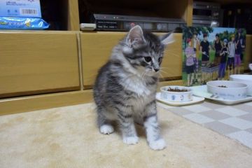 ノルウェージャンフォレストキャット【千葉県・女の子・2016年5月13日・シルバー マッカレル タビー&ホワイト】の写真「人間大好き、活発な女の子♪」