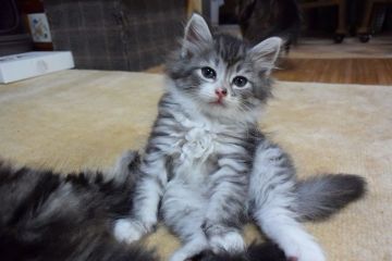 ノルウェージャンフォレストキャット【千葉県・女の子・2016年5月13日・シルバー マッカレル タビー&ホワイト】の写真「元気で人間大好きな、綺麗な女の子♪」