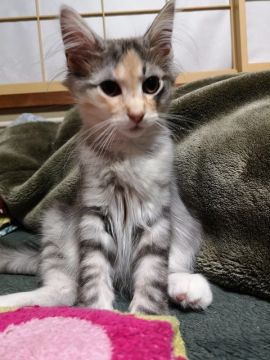 ノルウェージャンフォレストキャット【千葉県・女の子・2021年1月21日・ブルーシルバーマッカレルトービー&ホワイト】の写真「とっても、活発で大きな女の子♪」