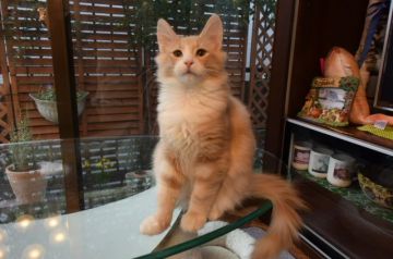 ノルウェージャンフォレストキャット【千葉県・男の子・2017年8月21日・クリーム クラシック タビー&ホワイト】の写真「人懐っこい人間大好き、毛吹きのいい男の子♪」